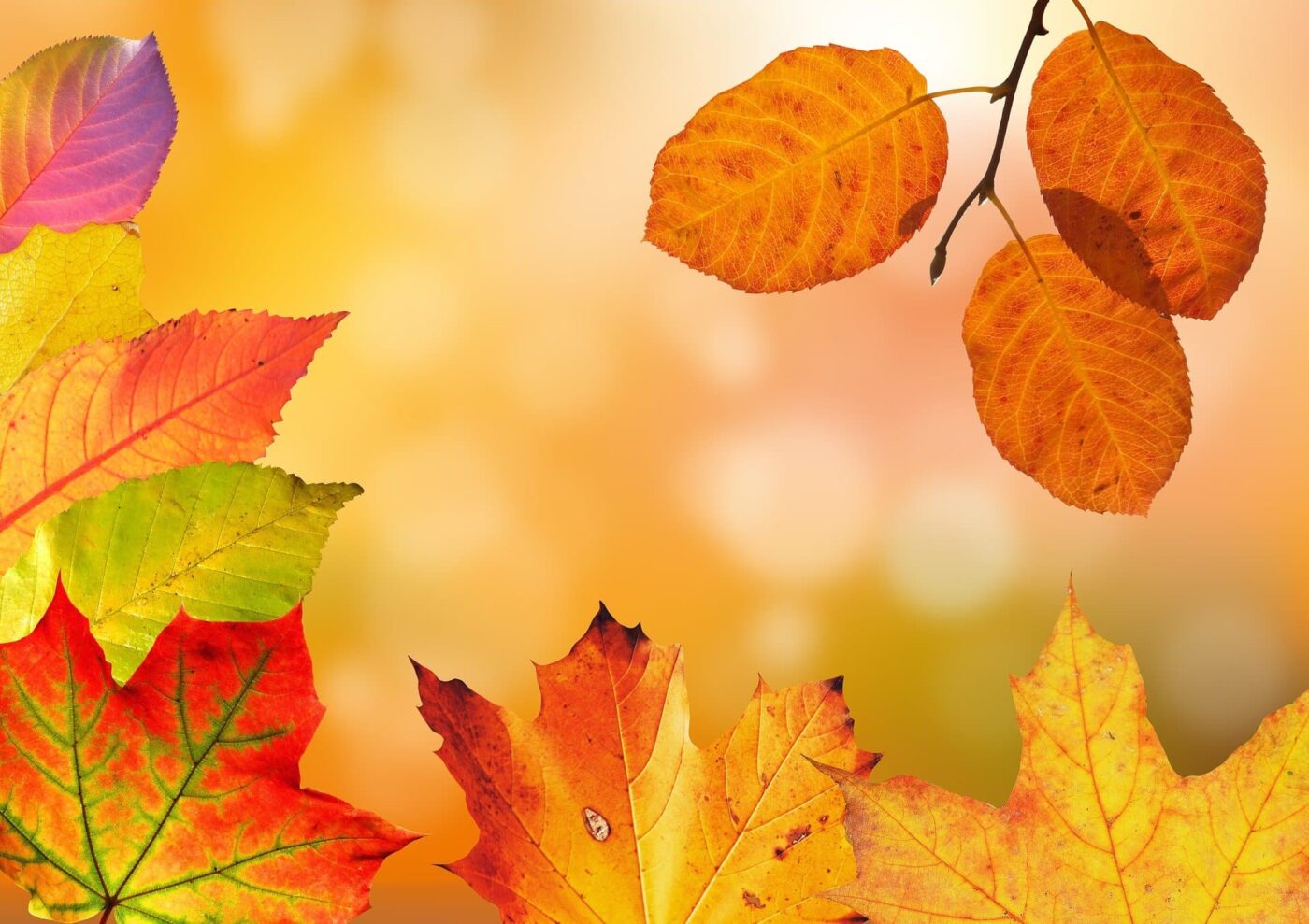 caracteristicas del otoño tonalidades calidas hojas