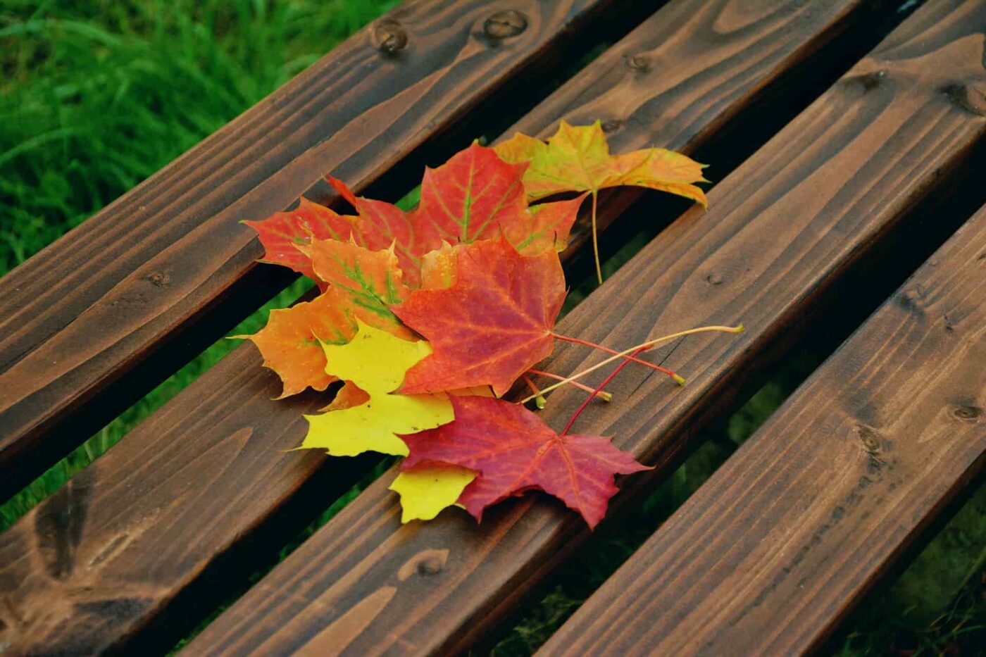 Recoger hojas de colores (planes en familia de otoño)