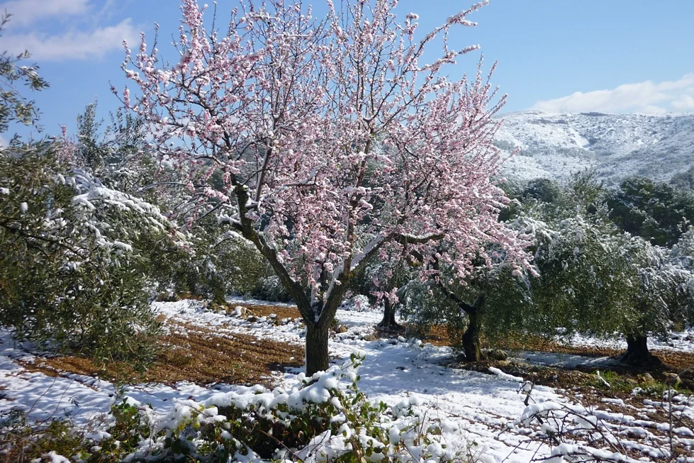 nieve en tarragona